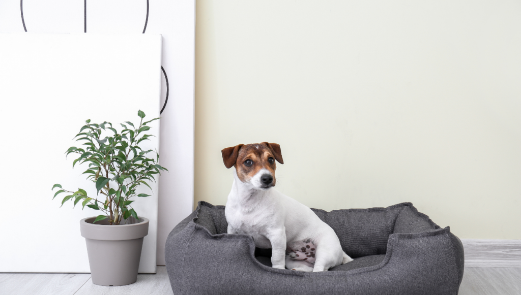 1.004 ideas ingeniosas de nombres para empresas de cuidado de mascotas que te inspirarán - Monetizados